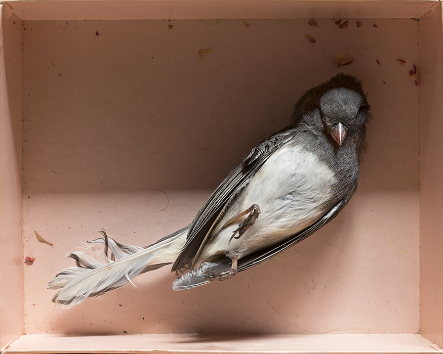 Dark-Eyed Junco (Junco hyemalis)
